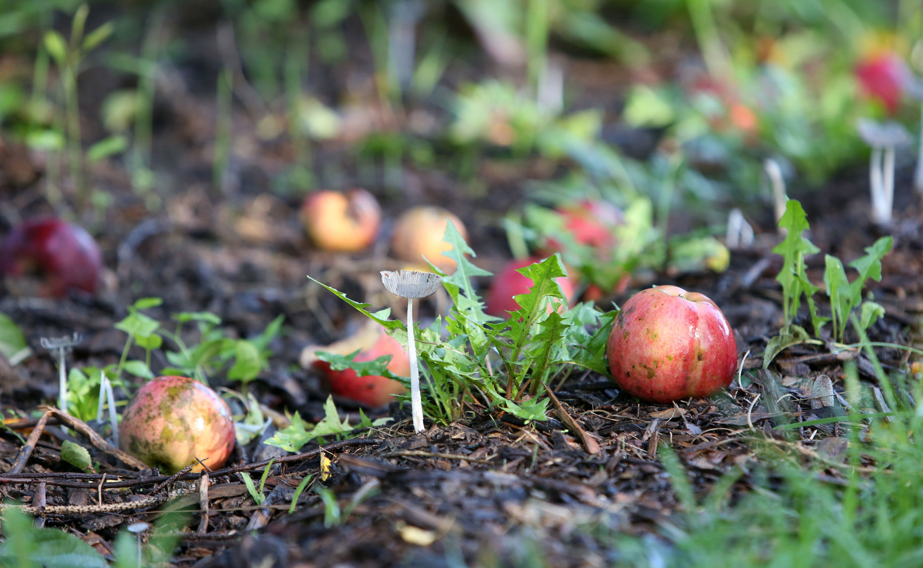 ATOMS TO APPLES